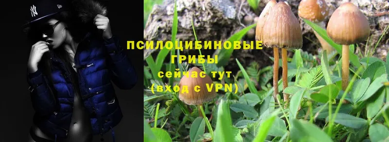 Галлюциногенные грибы MAGIC MUSHROOMS  Невельск 